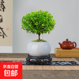 小叶赤楠盆景植物办公花卉基地直销批发绿植盆栽室内摆件花卉绿植 赤楠+冰裂纹盆+苔藓+底座