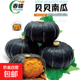 春蝶蔬菜种子四季播盆栽阳台庭院黄瓜豆角番茄甜瓜易种籽孑大全 贝贝南瓜【原装1包 约10粒】 一包(试种贵在快递费)