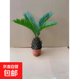 铁树盆景铁树苗苏铁树苗盆栽绿植物花卉大铁树盆景苗大型绿植花卉 铁树球茎4-6cm