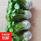 铜钱草水培植物室内办公室桌面盆栽花卉四季常青绿植净化空气懒人 铜钱草带叶子特惠款71-100根+营养液【1份】 不含盆