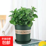 柠檬薄荷盆栽新鲜可食用薄荷叶苗驱蚊草水培好养花卉室内绿植物 原土薄荷+加仑盆+肥料一盆装 不含盆