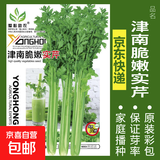 蔬菜种子四季播盆栽阳台庭院香菜生菜菠菜萝卜葱简单易种籽孑大全 津南脆嫩实芹约500粒
