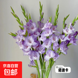 【剑兰】鲜花云南基地直发告白求婚情人节步步高升菖蒲七夕节礼物 剑兰紫色10枝