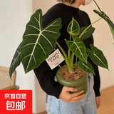 绿天鹅绒海芋盆栽白犀牛天鹅绒绿植竹芋室内客厅阳台观叶网红植物 【桌面优选】大叶40-50cm-基地原盆