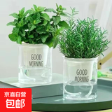 柠檬薄荷盆栽新鲜可食用薄荷叶苗驱蚊草水培好养花卉室内绿植物 可食用组合薄荷+迷迭香+吸水盆 不含盆
