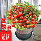 【京东物流】番茄种子盆栽番茄阳台盆栽农家田园大全各种各样 盆栽红番茄种子1包约200粒