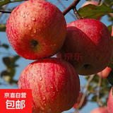 苹果树苗嫁接果树苗木红富士冰糖心庭院阳台盆地栽南北方果树苗 冰糖心苹果5年苗【当年结果】