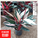 七彩竹芋观叶花卉植物室内花盆栽北欧风网红好养水培植物油画竹芋 七彩竹芋【20-30cm】1盆+原盆土+肥料