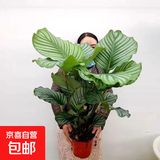 青苹果竹芋盆栽室内吸甲醛净化空气办公桌面观叶植物四季常青好养 苹果竹芋55-60厘米【原土】