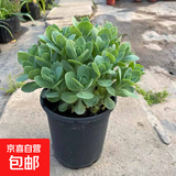 八宝景天花苗盆栽多年生耐热耐寒室外阳台庭院花卉绿植耐旱宿根花 八宝景天大盆