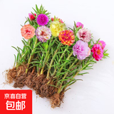 重瓣混色太阳花苗带根盆栽苗四季开花阳台大花植物带花苞室内庭院 混色重瓣带根：【16颗】可开6-15色+花肥