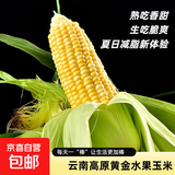 云南高原新鲜水果玉米起脆甜爆浆可生吃现采现发300g/棒营养早餐 水果玉米1斤 含箱