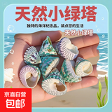 天然海螺小绿塔螺贝壳寄居蟹替换卷贝鱼鱼缸装饰造景手工摆件diy 小绿塔2-4cm【10个装】 实际发货数量以规格为准