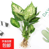 水培植物绿植室内水养白掌花卉盆栽竹芋绿萝办公室四季水生富贵竹 银皇后2株（不含盆）