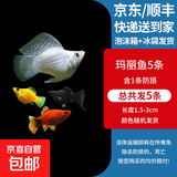 玛丽鱼胎生鱼皮球月光鱼小型鱼活体热带观赏鱼米奇鱼孔雀鱼耐养 玛丽鱼5条含1条备损