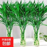 【富贵竹】广州发货水培植物好养懒人节节高供佛办公室内礼物七夕 富贵竹70cm10支