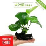 【京东物流】水草套餐 好养耐活真水草植物绿菊大叶绿九冠鱼缸 单 头 水榕沉木一份