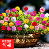 波斯菊花种子格桑花种籽子七彩四季开花易活花籽庭院野花组合种子 混色重瓣太阳花约500粒/包