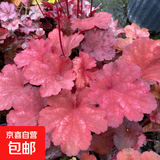 矾根花苗室外植物盆栽大苗耐寒庭院观叶组合草花小苗地栽绿植花卉 里奥 100#大苗 不含盆