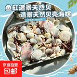 天然海螺贝壳鱼缸水族箱造景装饰工艺品收藏小礼物 天然贝壳海螺100g装【40个左右】 多种款式混装随机发货