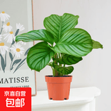 彩虹竹芋盆栽水培孔雀竹芋彩叶绿植物花卉室内夏季天除甲醛好养活 110#青苹果竹芋（原土盆）