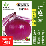 蔬菜种子四季播盆栽阳台庭院香菜生菜菠菜萝卜葱简单易种籽孑大全 红皮洋葱约300粒