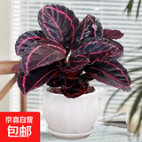 彩虹竹芋盆栽水培孔雀竹芋彩叶绿植物花卉室内夏季天除甲醛好养活 红美丽竹芋（莲花瓷盆）