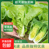 蔬菜种子大全黄瓜菠菜小白菜花卉四季蔬菜简单种植菜园阳台种植 超光速快菜种子5克
