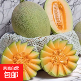 正宗山东哈密瓜晓蜜17新鲜现摘当季水果甜瓜 5-5.5斤