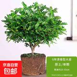 驱蚊虫清香木盆栽正宗胡椒木花卉绿植四季好养净化空气吸甲醛植物 6年大苗1盆【原盆原土发货】+肥料