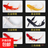 三色锦鲤鱼活体观赏鱼活鱼小型大型易养冷水淡水鱼锦鲤易活金鱼 13-15CM红白三色黑白黄红共6条