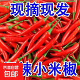 新鲜小米辣小米辣椒小米椒蔬菜小米辣鲜椒新鲜辣椒特辣巨辣红辣椒 巨辣（带箱250G）实惠尝鲜