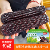 山西精品黑糯玉米 真空包装 当季头茬黑玉米黑珍珠甜糯玉米粘玉米 黑糯玉米8棒 单棒＞220g