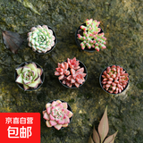 多肉植物办公室内阳台肉肉桌面亲子园艺微景观好养绿植盆栽DIY 6颗多肉植物（普通套装B）