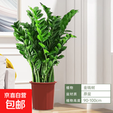 金钱树盆栽客厅大花盆旺宅树办公室内大型好养绿植物乔迁摇钱串子 金钱树【20-25株】高0.9-1米原盆