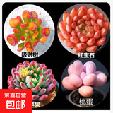 多肉植物精选图片品种发货照图办公室室内阳台桌面图片品种指定品 吸财树+红宝石+蓝苹果+桃蛋+盆土