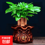 发财树盆栽室内植物客厅吸甲醛好养小盆景四季常青办公室花卉绿植 3杆发财树+财字盆+树脂托盘【高25-30cm】
