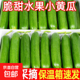 山东寿光水果黄瓜生吃脆新鲜荷兰青瓜当季无刺小黄瓜源头直发 精品水果黄瓜净重 4.5斤