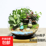 微景观 创意植物 迷你盆栽 DIY植物 生日礼物 苔藓生态瓶 小梅龙猫---（12cm斜口带垫子）