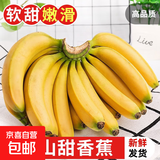 广东高山香蕉当季新鲜生鲜水果薄皮青蕉现摘现发水果源头产地直发 【5斤装】广东高山甜香蕉