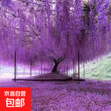 紫藤树苗爬藤植物攀援花卉紫藤花苗庭院阳台盆栽地栽绿植物苗木 紫藤树苗1cm粗【优质苗】