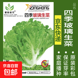 蔬菜种子四季播盆栽阳台庭院香菜生菜菠菜萝卜葱简单易种籽孑大全 四季玻璃生菜约290粒