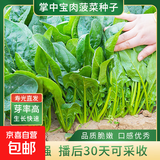 蔬菜种子大全黄瓜菠菜小白菜花卉四季蔬菜简单种植菜园阳台种植 掌中宝肉菠菜种子10克
