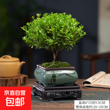 小叶赤楠盆景植物办公花卉基地直销批发绿植盆栽室内摆件花卉绿植 赤楠+方形山水盆+苔藓+底座