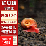 【清洁大师苹果螺】除藻螺迷你观赏螺蜗牛螺水除苔清理残食清洁螺 樱桃红苹果螺0.5-0.8cm10个