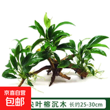 【京东物流】水草套餐 好养耐活真水草植物绿菊大叶绿九冠鱼缸 三头丹麦榕沉木