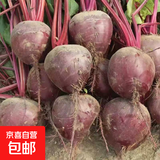 甜菜根新鲜现挖5斤甜菜头紫菜头红甜菜可榨汁农产品红菜头萝卜头 甜菜根5斤中果4-8个