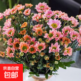 【七彩小雏菊】鲜切花混搭混色多头鲜花插瓶水养花期长七夕礼物 香槟色小雏菊50CM5枝