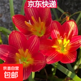风雨兰种球四季开花重瓣风雨兰葱兰韭兰耐热耐寒庭院阳台盆栽花卉 7号红色 10个球