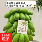 宝宝蕉工位绿植【禁止蕉绿】小米蕉水果送吊牌 超美观赏绿植 【禁止蕉绿】3~ 4斤 带箱 赠送吊牌